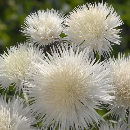 CENTAUREA IMPERIALIS THE BRIDE
