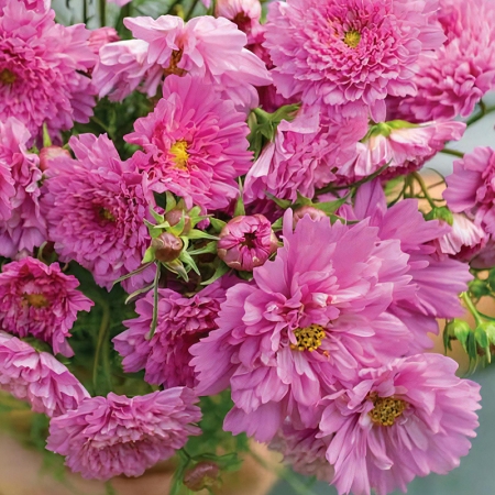 COSMOS DOUBLE BONBON ROSE
