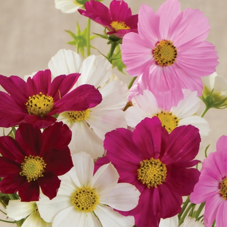 COSMOS BALLERINA MIXED