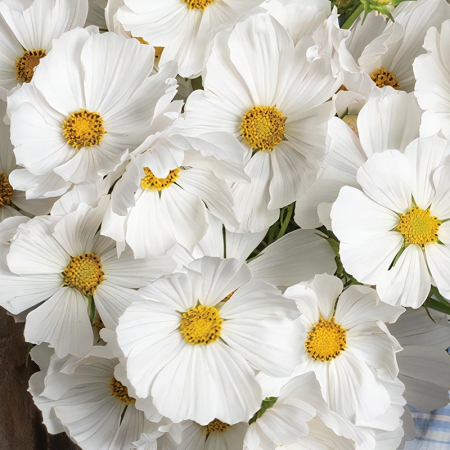 COSMOS AFTERNOON WHITE