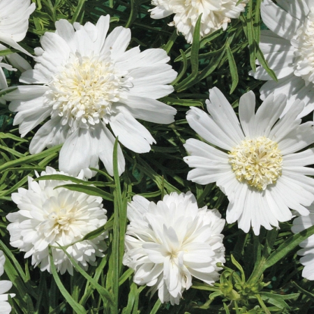 COSMOS WHITE POPSOCKS