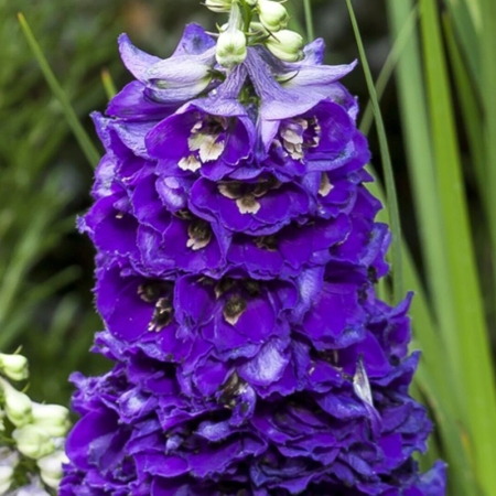 DELPHINIUM DELPHINA DARK BLUE