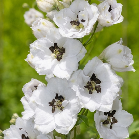 DELPHINIUM DELPHINA WHITE