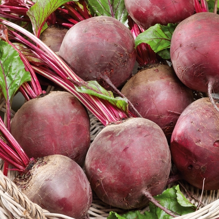 BEETROOT RHONDA F1