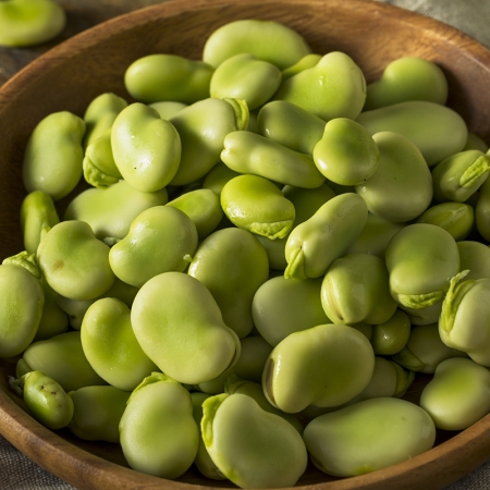 BROAD BEAN MASTERPIECE GREEN LONGPOD