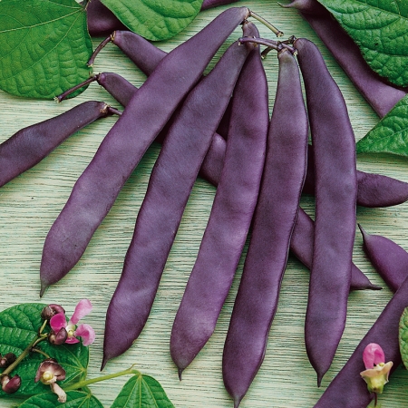 CLIMBING BEAN TRIONFO VIOLETTA COSSE