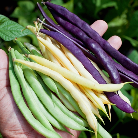 DWARF BEAN TRILOGY MIXED