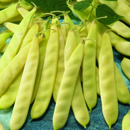 DWARF BEAN CAPITANO