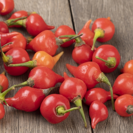 PEPPER BIQUINHO RED