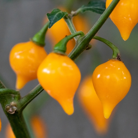 PEPPER BIQUINHO YELLOW