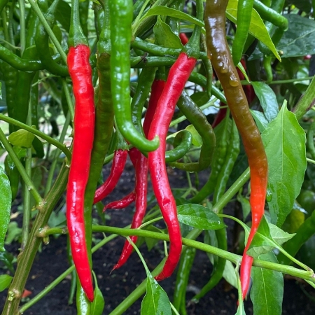 PEPPER VINDALOO
