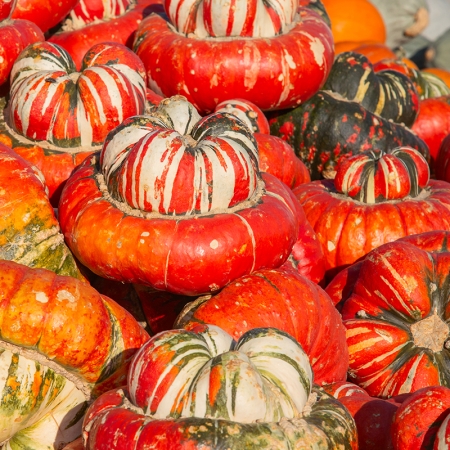 SQUASH TURKS TURBAN