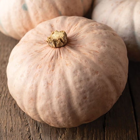 SQUASH PINK ROSIE F1
