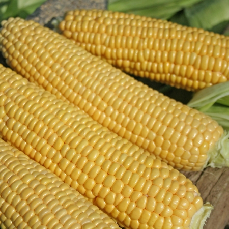 SWEET CORN SWIFT