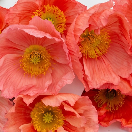 PAPAVER COLIBRI ROSA INTENSO SALMONATO