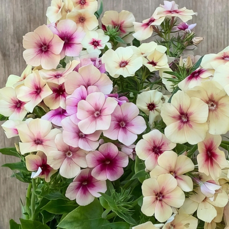 PHLOX DRUMMONDII CHERRY CARAMEL