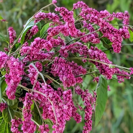 PERSICARIA CERISE PEARLS