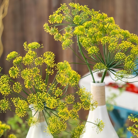 ANETHUM GRAVEOLENS MARISKA