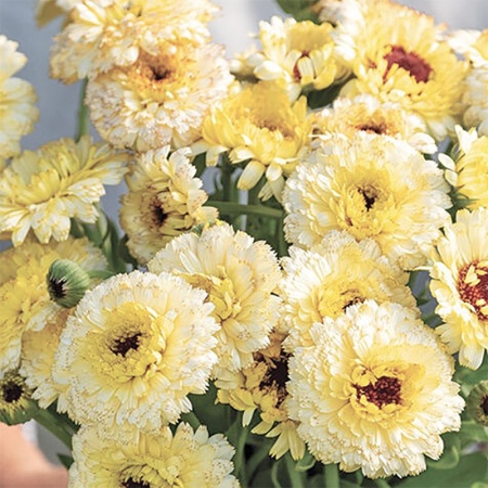 CALENDULA SNOW PRINCESS