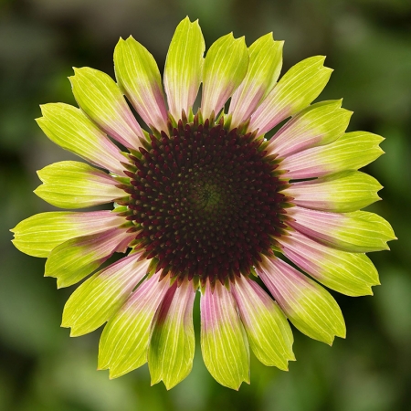 ECHINACEA PRAIRIE BLAZE VINTAGE LIME