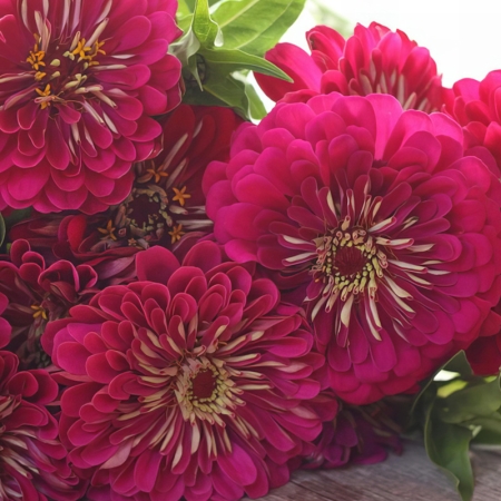 ZINNIA FLORIST WINE F1
