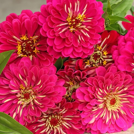 ZINNIA FLORIST CARMINE ROSE F1