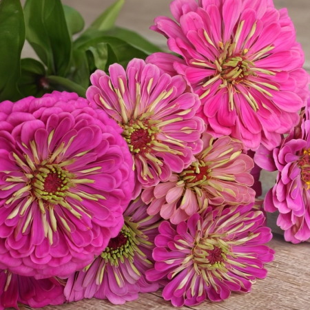 ZINNIA FLORIST LILAC F1