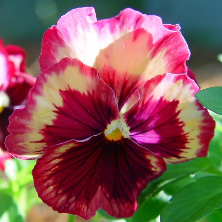 PANSY ORCHID DESIRE