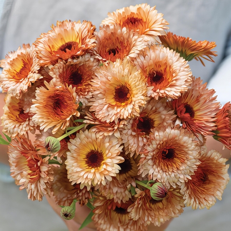 CALENDULA ORANGE FLASH