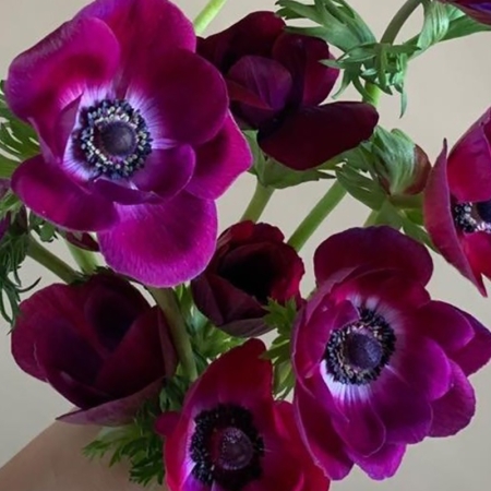 ANEMONE MISTRAL BORDEAUX