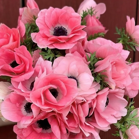 ANEMONE MISTRAL PINKIE