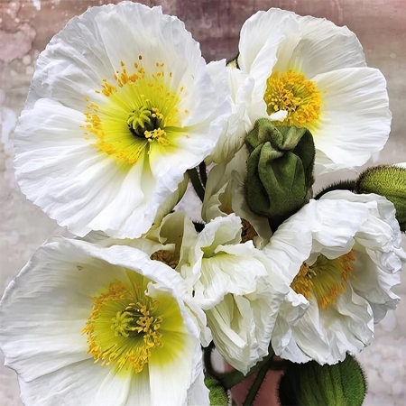 PAPAVER COLIBRI BIANCO