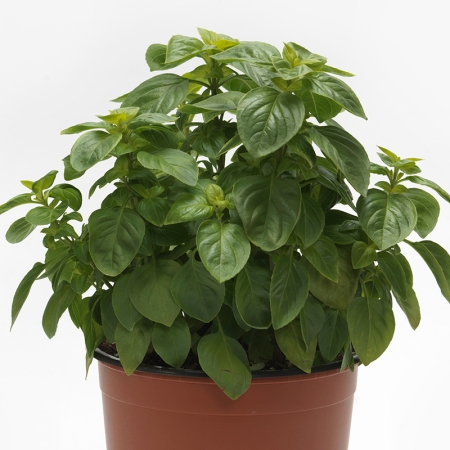 BASIL EVERLEAF SICILIAN LEMON