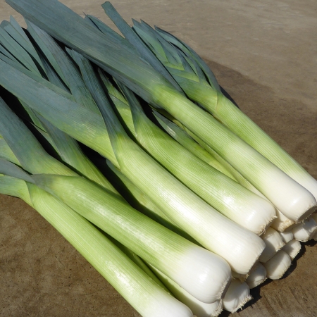 LEEK BATTER F1