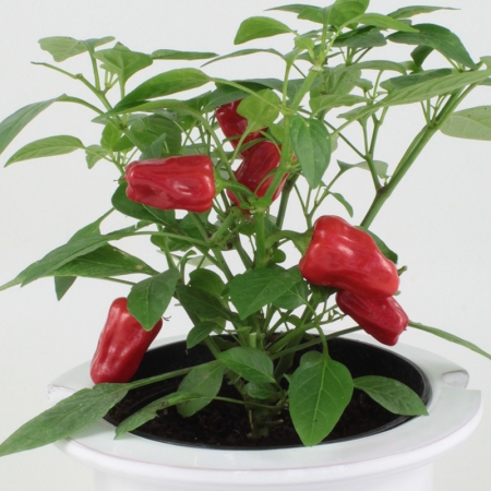 PEPPER HOT POT
