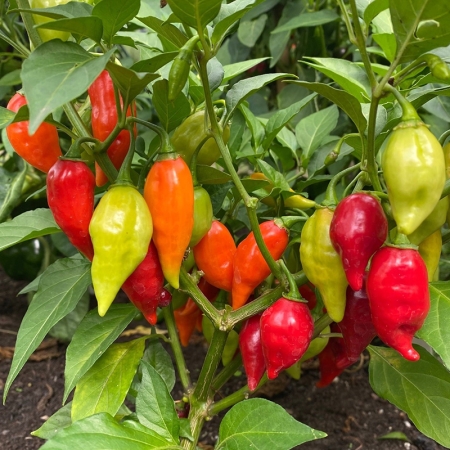 PEPPER RAGING BULL