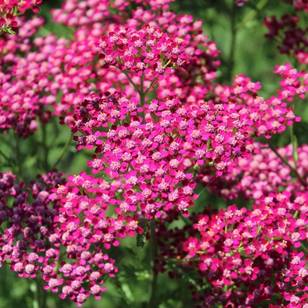 ACHILLEA CASSIS