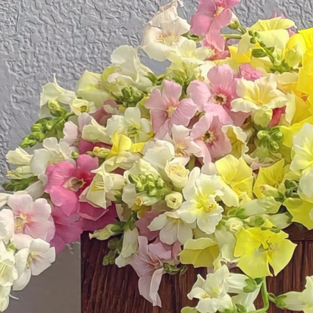 ANTIRRHINUM CHANTILLY PASTEL PETTICOATS