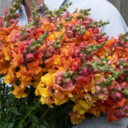 ANTIRRHINUM BRONZE BEAUTY F1