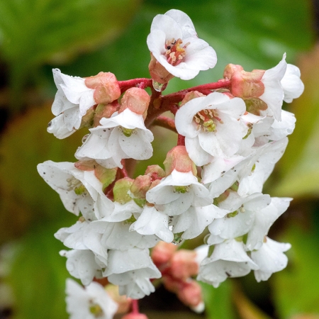 BERGENIA CORDIFOLIA SHOWTIME