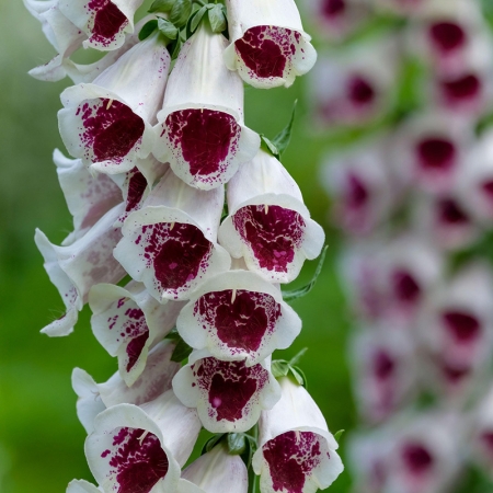 DIGITALIS ELSIE KELSEY
