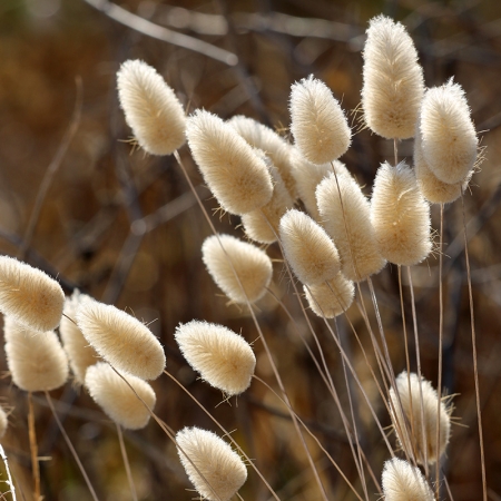 LAGURUS OVATUS BUNNY TAILS