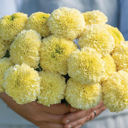 MARIGOLD WHITE SWAN F1