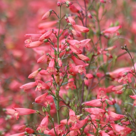 PENSTEMON TWIZZLE CORAL
