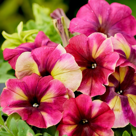 PETUNIA RASPBERRY SHAKE F1