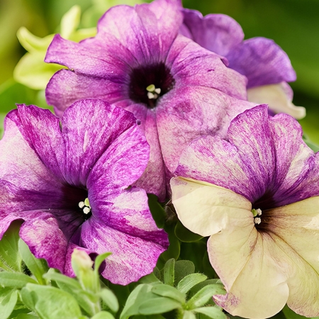 PETUNIA BLUEBERRY SHAKE F1