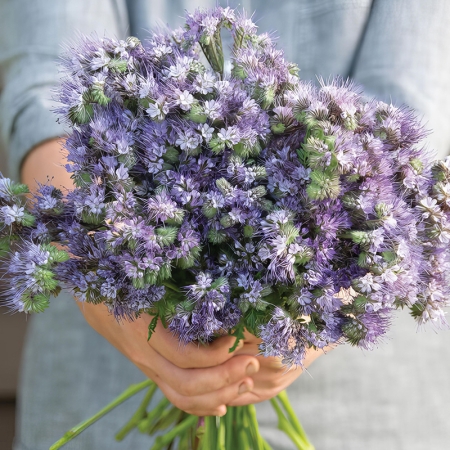 PHACELIA TANACETIFOLIA LAVENDER BOUQUET