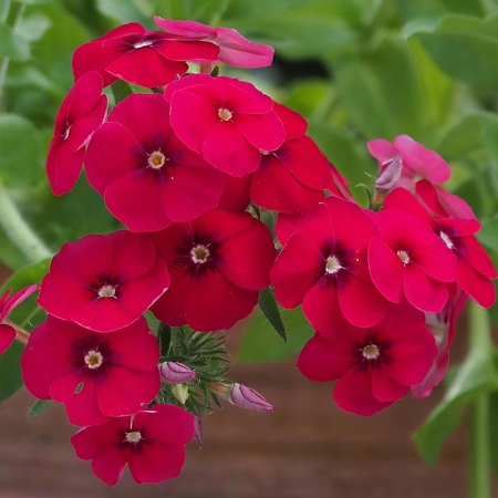 PHLOX DRUMMONDII GRANDIFLORA COCCINEA