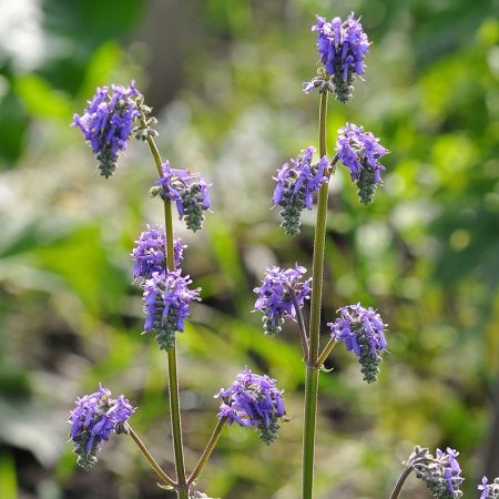 SALVIA NUTANS