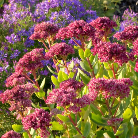 SEDUM EMPERORS WAVES